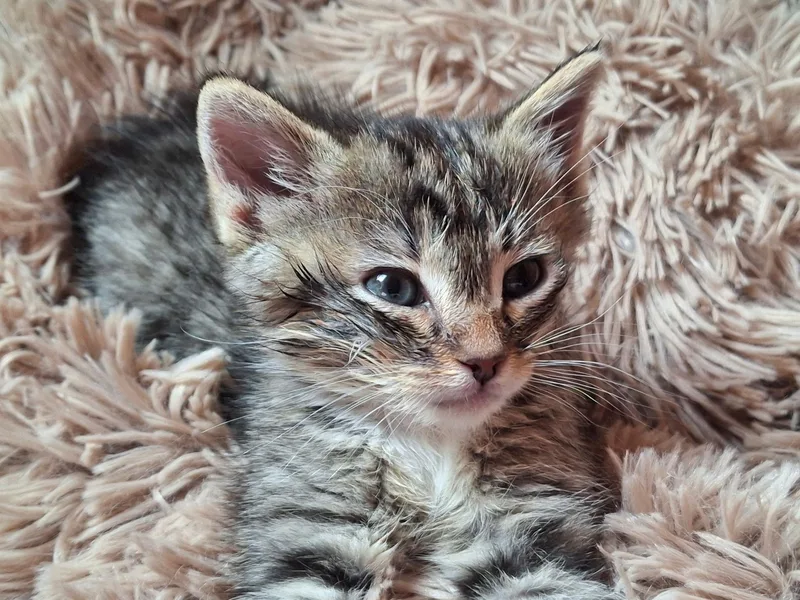 A baby small-sized male Tabby (Gray / Blue / Silver) Domestic Short Hair cat named Max for adoption in Deming, NM
