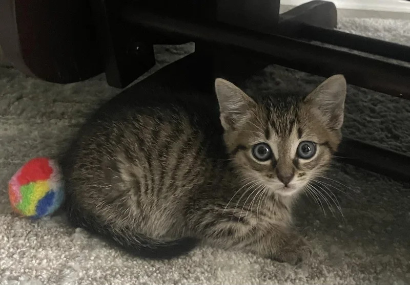 A baby medium-sized male Tabby (Brown / Chocolate) Domestic Long Hair cat named Sauerkraut for adoption in Murfreesboro, TN