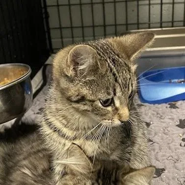 A baby small-sized female Brown / Chocolate Domestic Short Hair cat named Boppity in Arnold for adoption in Alexandria, VA