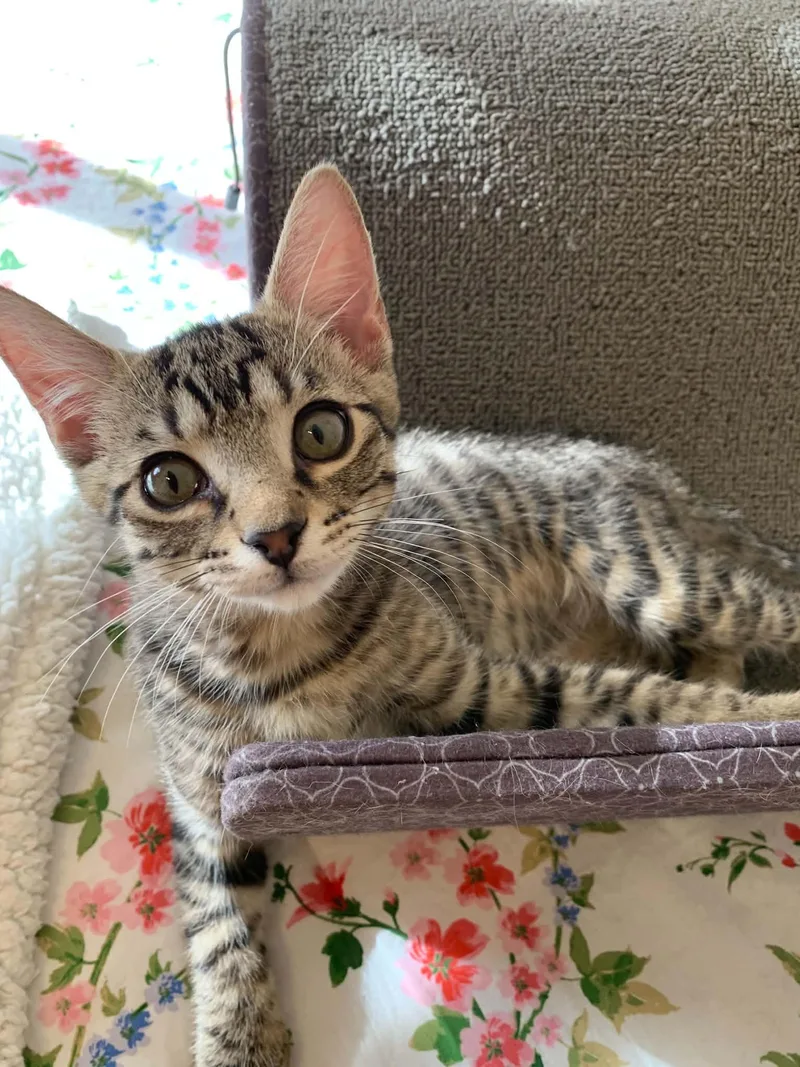 A baby small-sized female Tabby cat named Minky for adoption in San Antonio, TX