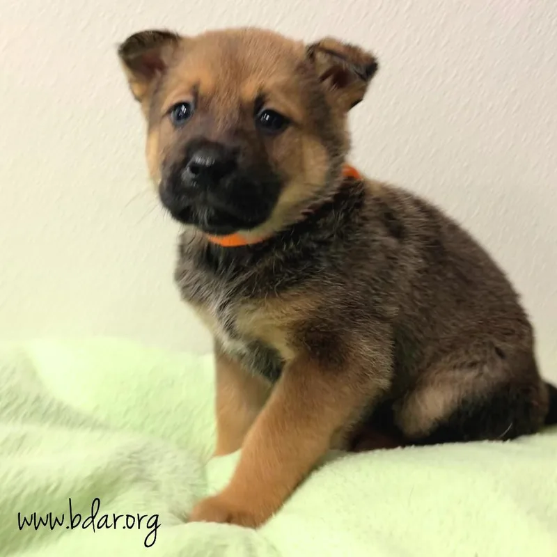 A baby medium-sized male Brown / Chocolate Mixed Breed dog named Zed for adoption in Cheyenne, WY