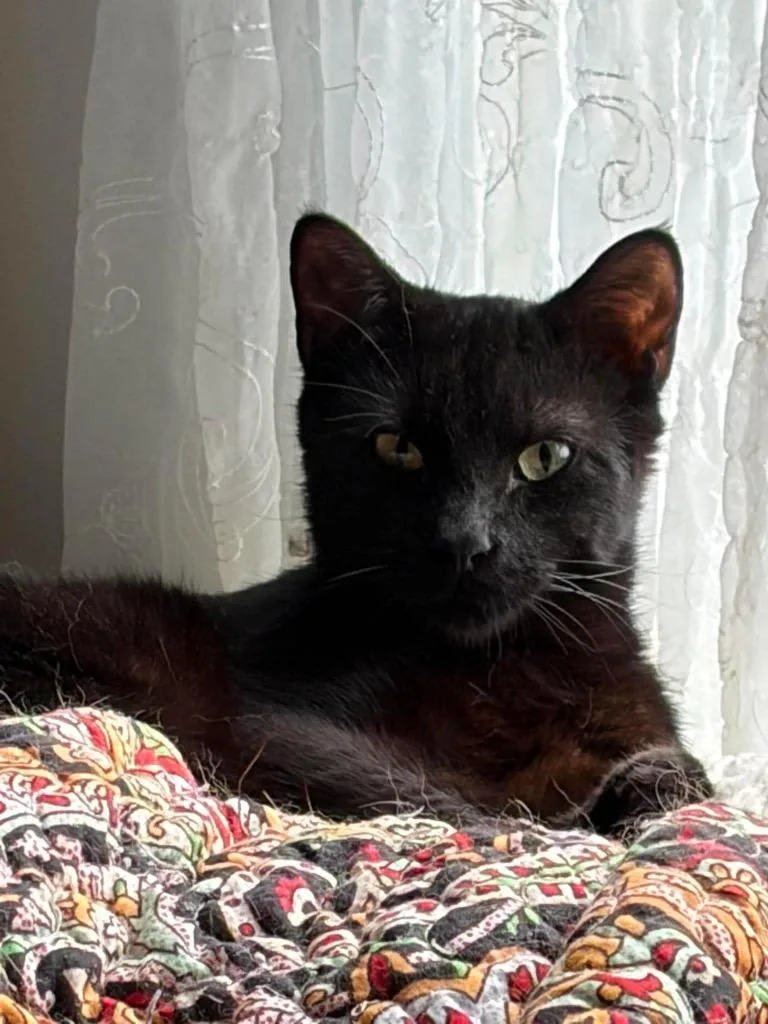 A young small-sized male Domestic Short Hair cat named Stanford for adoption in Gorham, ME