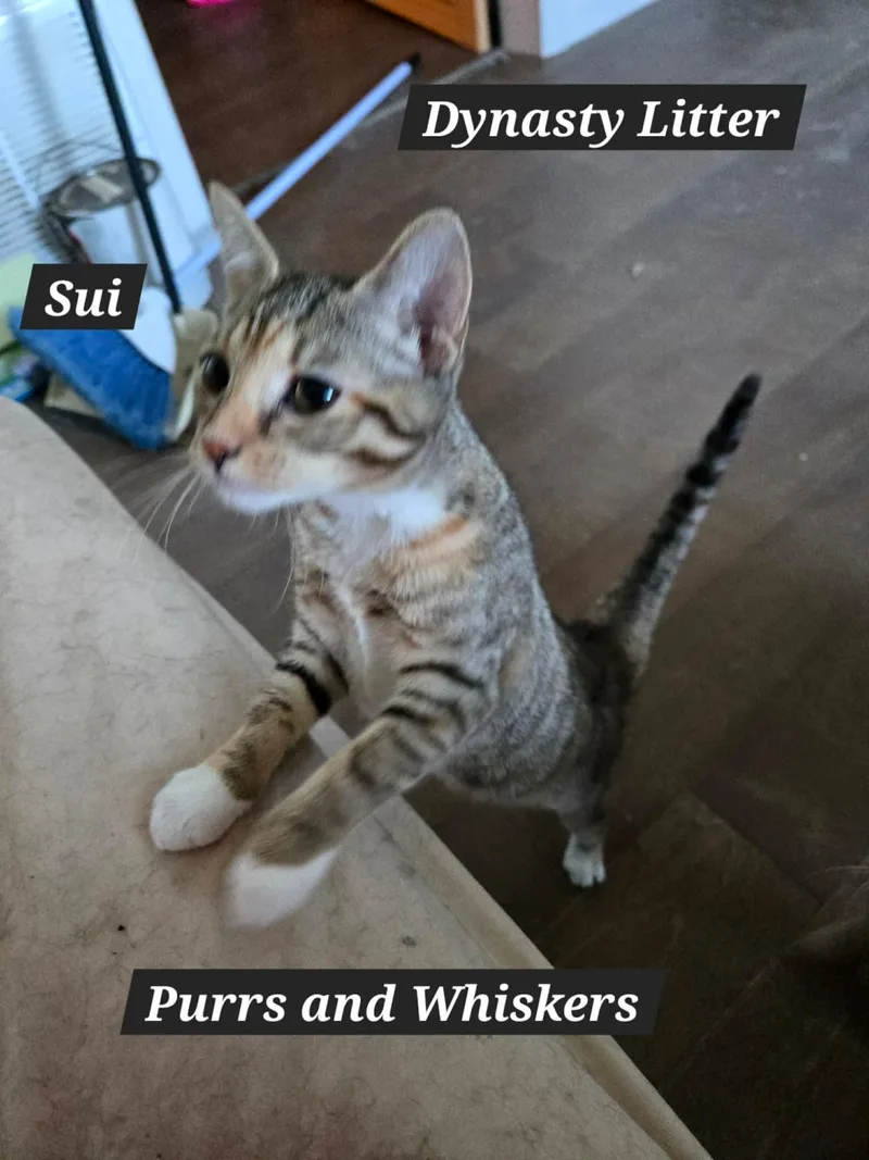 A baby medium-sized female Calico Domestic Short Hair cat named Sui for adoption in New Hartford, NY