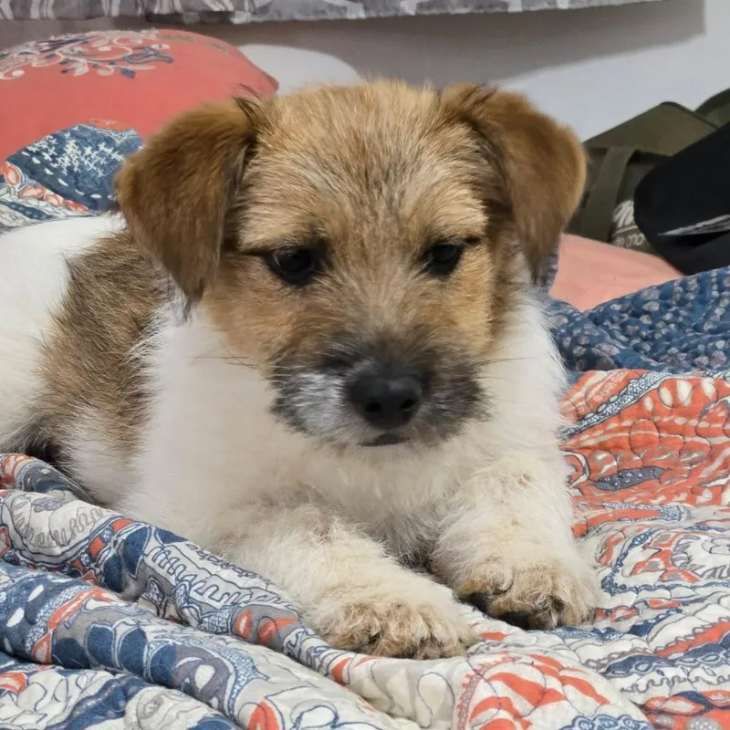 Daisy Duck thumbnail 2