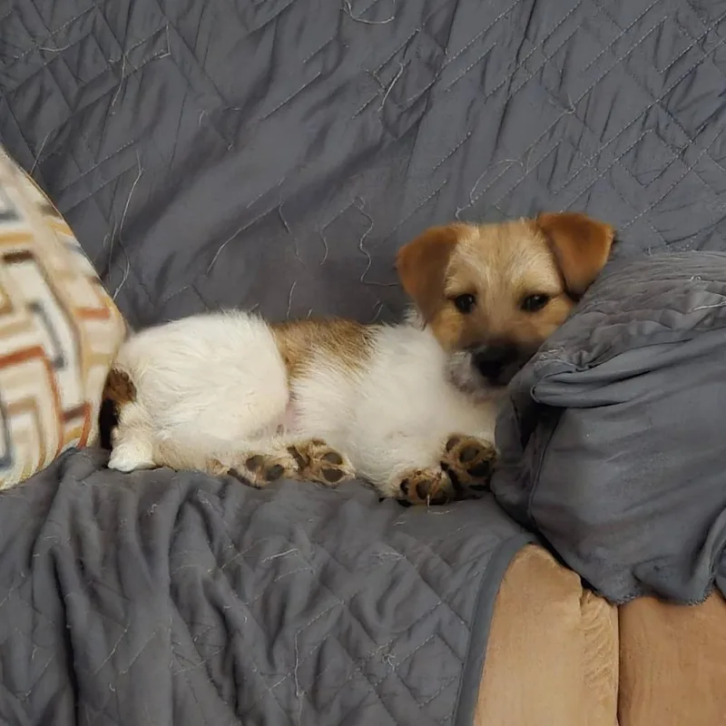 Daisy Duck thumbnail 4