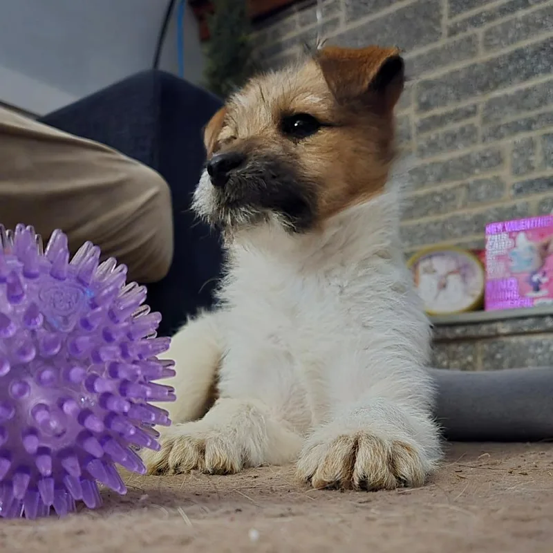 Daisy Duck thumbnail 5