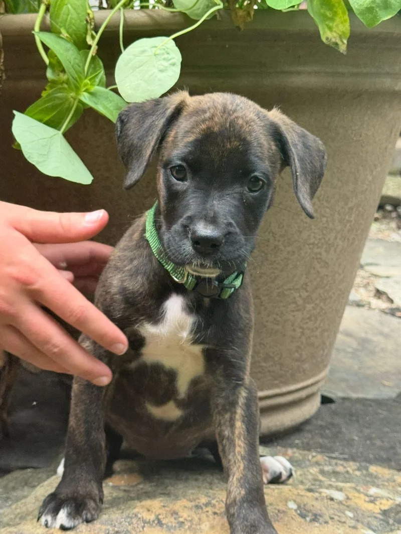 A baby large-sized female Brindle Boxer dog named Flick for adoption in Plain City, OH