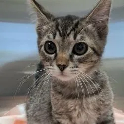Tetris
