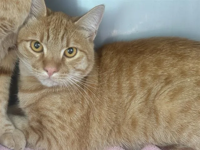 A young medium-sized male Domestic Short Hair cat named Belvedere for adoption in Santa Cruz, CA