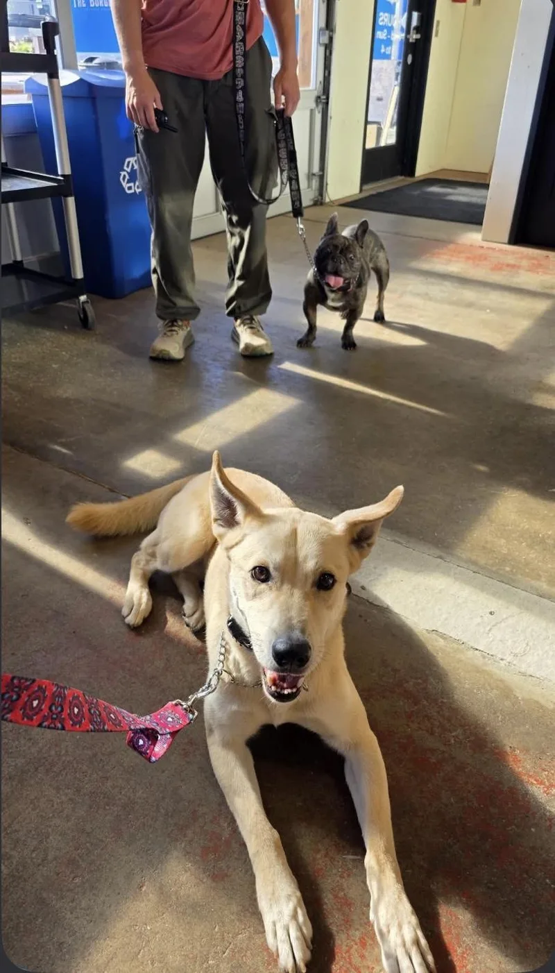 A young large-sized female Labrador Retriever dog named Ruby for adoption in Philomath, OR