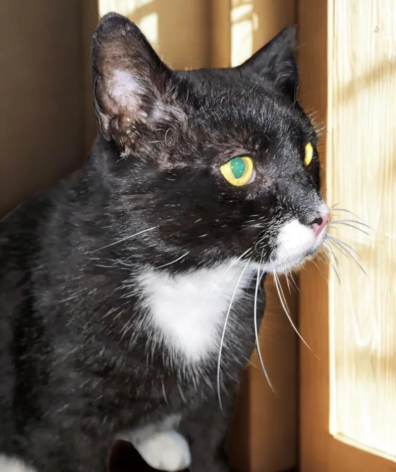 An adult large-sized male Domestic Short Hair cat named Charles for adoption in Nottingham, MD