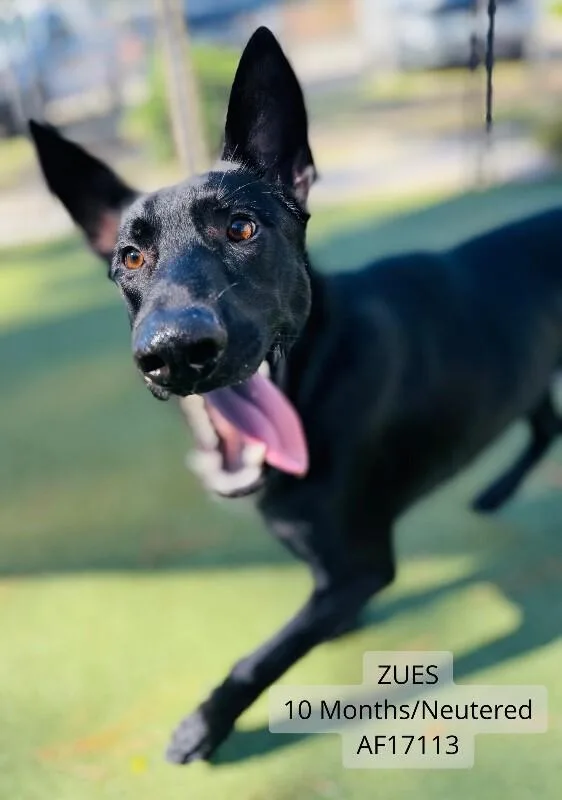An adult large-sized male Black German Shepherd Dog dog named Zeus for adoption in Supply, NC