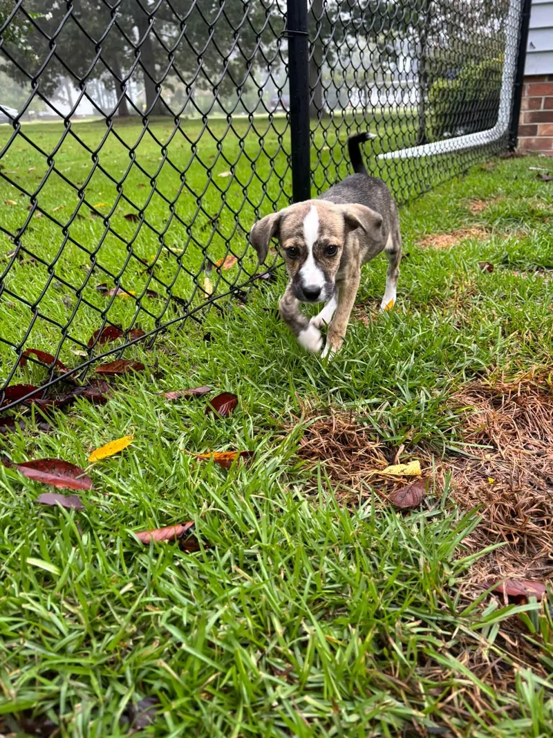 A baby medium-sized female Brindle German Shepherd Dog dog named Walter Girlie for adoption in Ayden, NC
