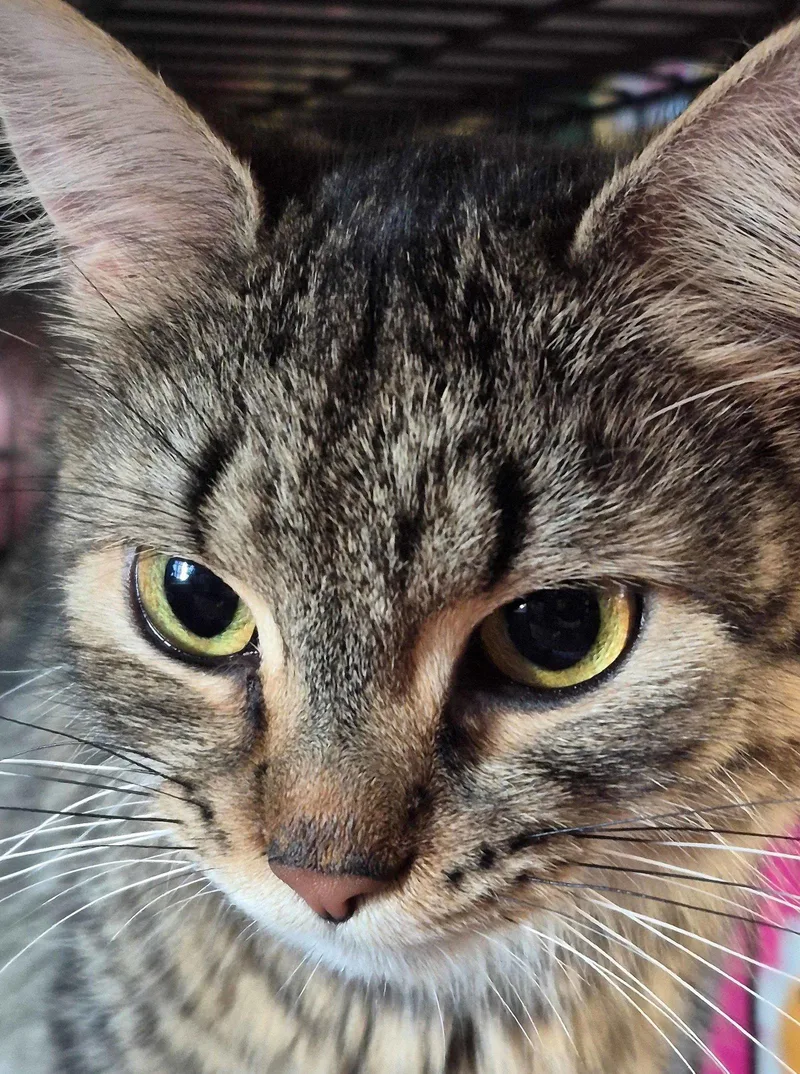 Polly thumbnail 3
