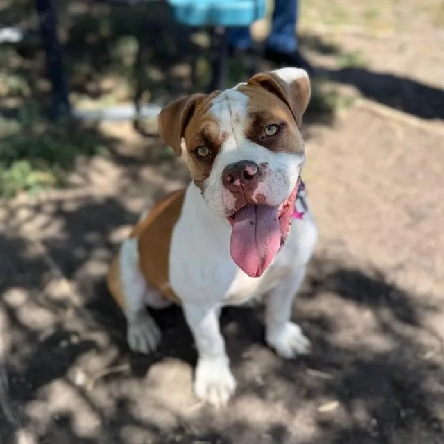 Gemma