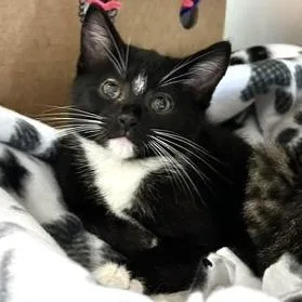 A baby small-sized male Black Domestic Short Hair cat named Fox for adoption in Novelty, OH