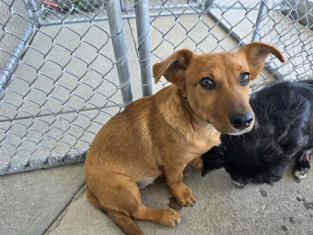 A young medium-sized female Chihuahua dog named Leia for adoption in Bakersfield, CA