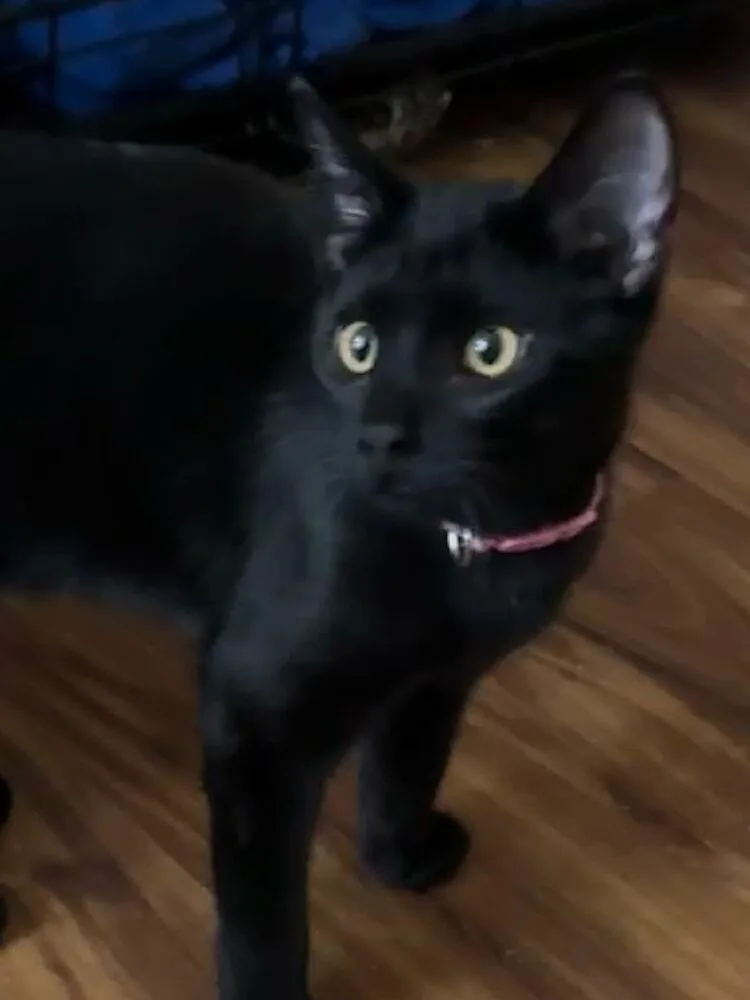 A baby small-sized male Black Domestic Short Hair cat named Sausage for adoption in O'Fallon, MO
