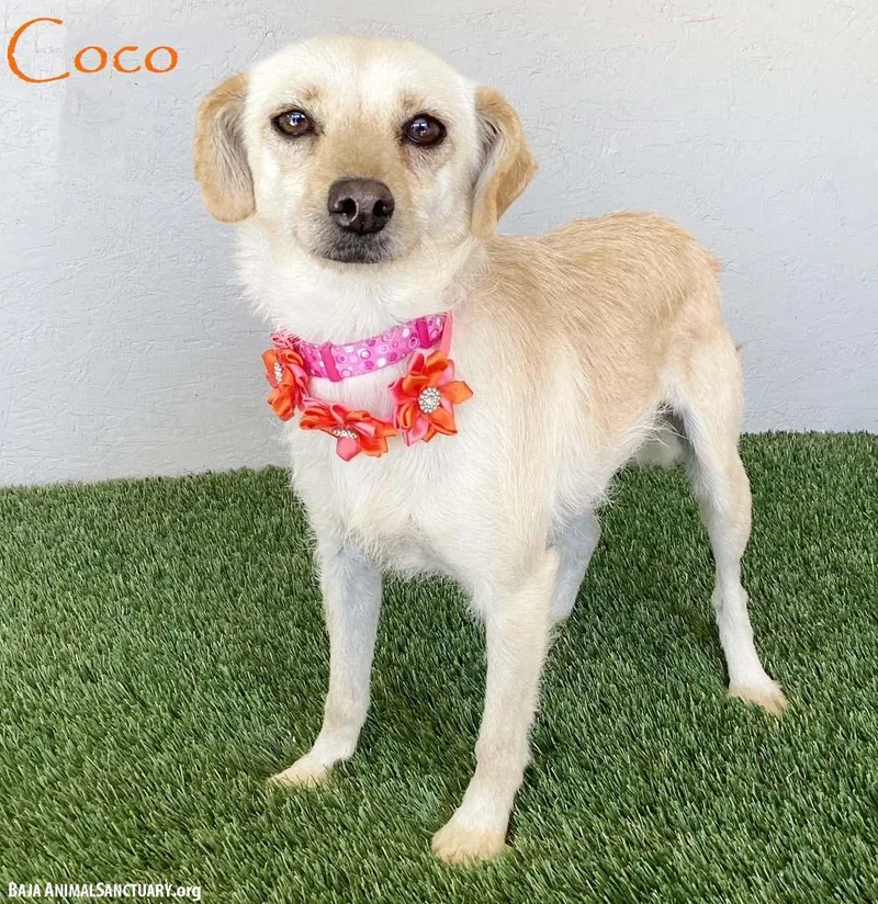 Coco