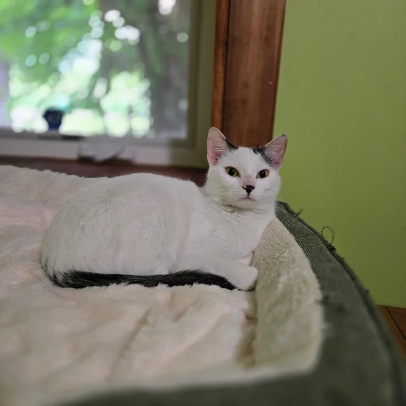 An adult medium-sized female White Domestic Short Hair cat named Virginia for adoption in Grand Rapids, MN