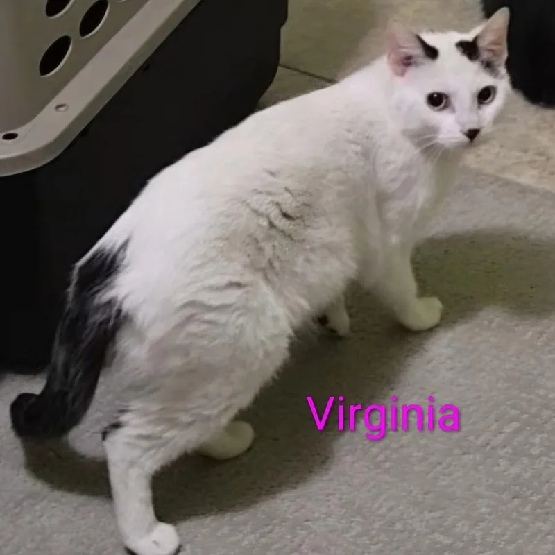 Virginia thumbnail 2