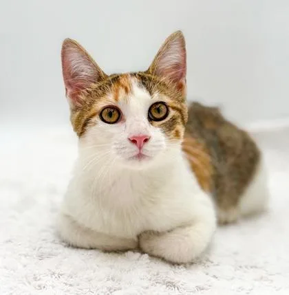 Muffin thumbnail 3