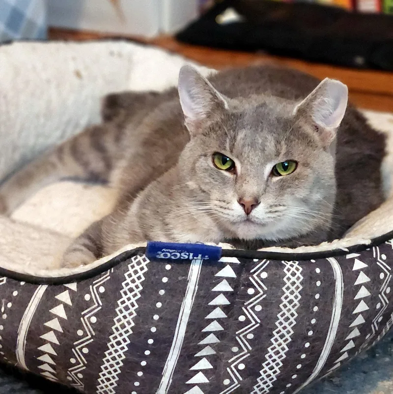 An adult medium-sized male Tabby (Gray / Blue / Silver) Domestic Short Hair cat named Patrick for adoption in Pittsburgh, PA