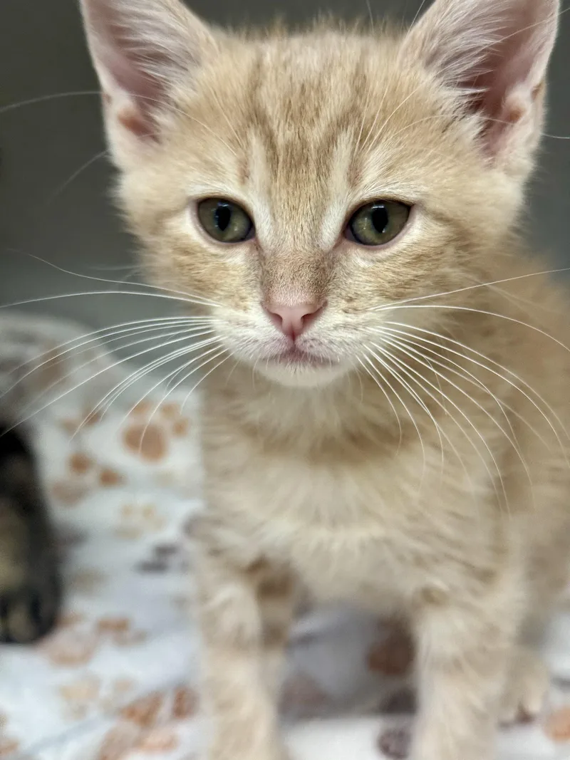 A baby medium-sized male Tabby cat named Wooly for adoption in Red Bluff, CA