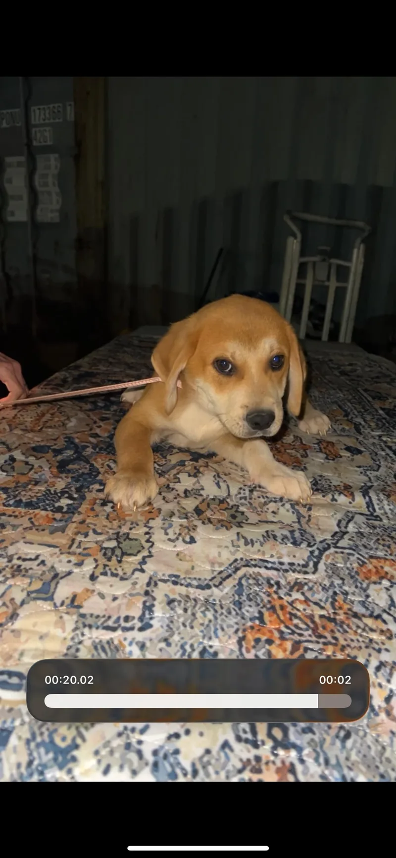 A young medium-sized male Golden Retriever dog named Ravioli for adoption in Cordova, TN