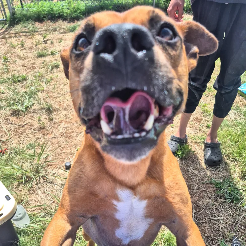 An adult medium-sized male Bicolor Mixed Breed dog named Rusty for adoption in Canyon, TX