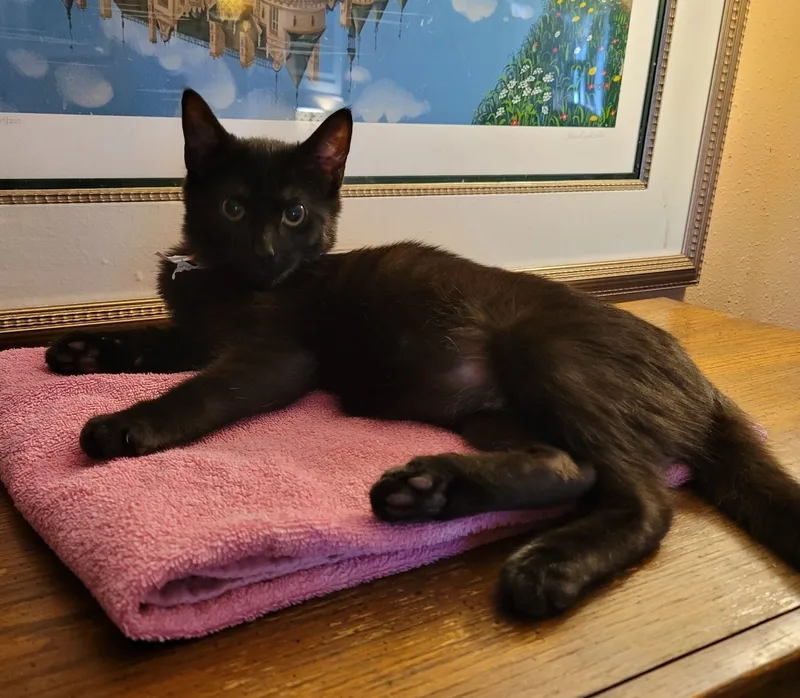 An adult medium-sized male Domestic Short Hair cat named Lyle for adoption in RIVERSIDE, CA