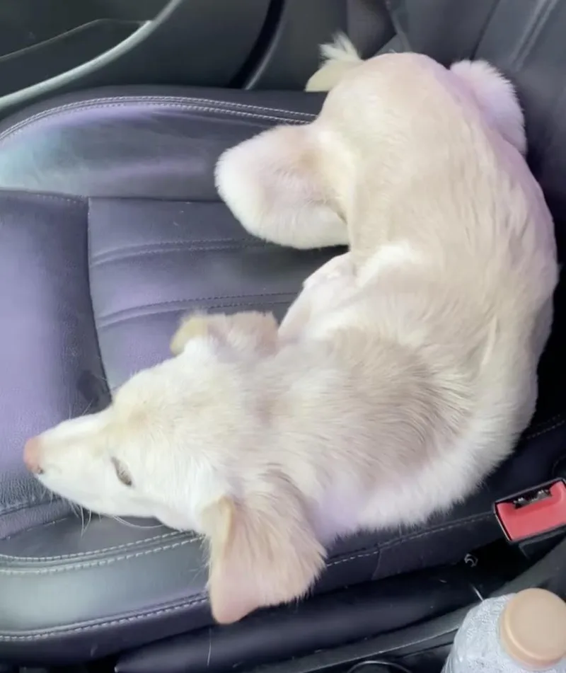 A baby medium-sized female Jindo dog named Cotton for adoption in Long Island City, NY