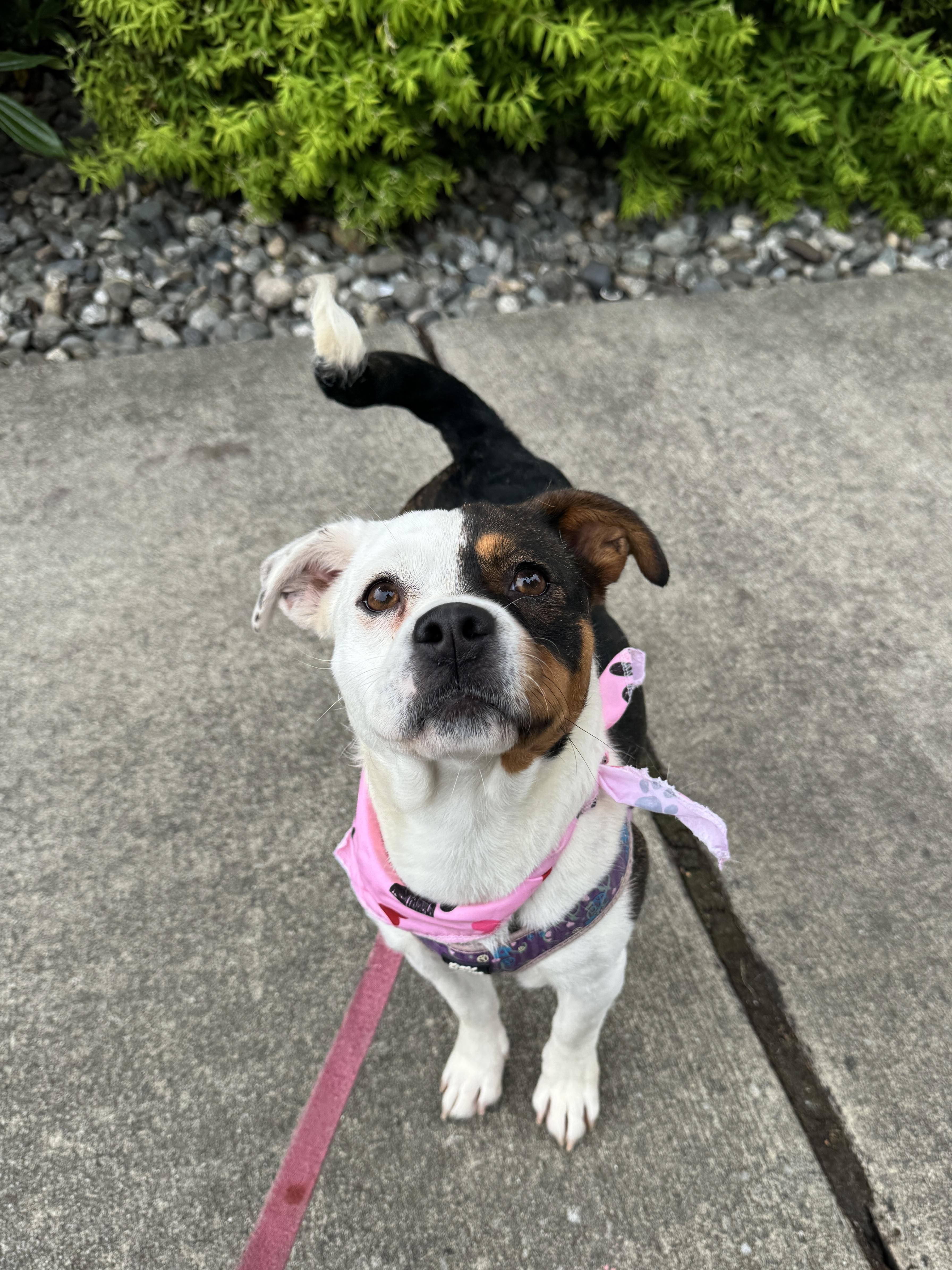 An adult small-sized female Tricolor (Brown, Black, & White) Corgi dog named Rosie for adoption in lynnwood , WA