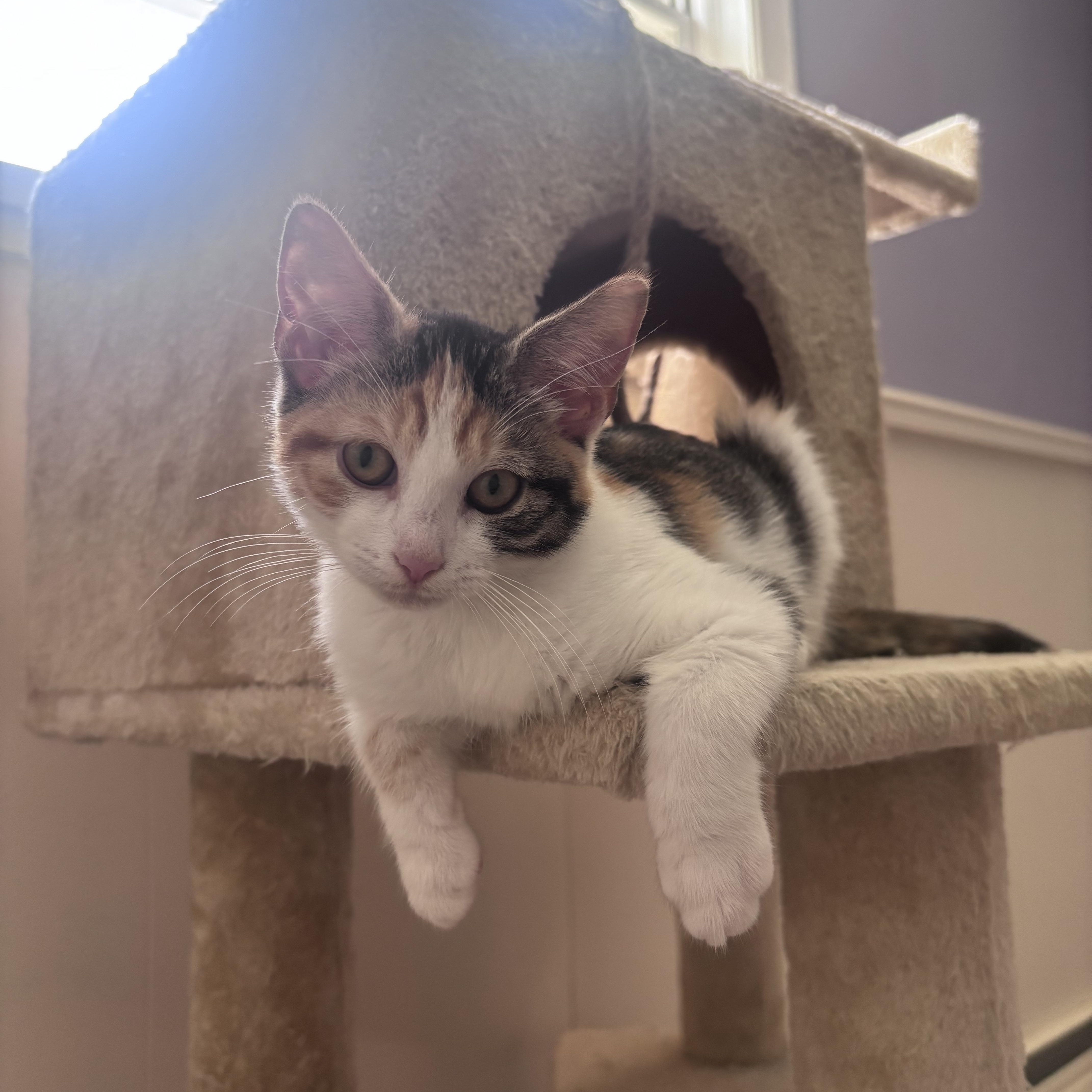 A baby medium-sized female Calico cat named Honey for adoption in Frederick, MD