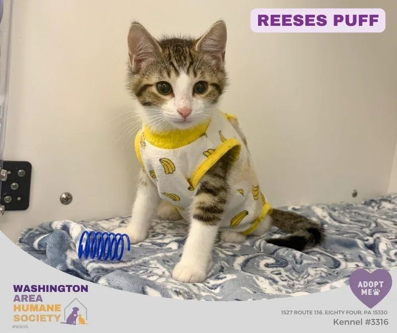 A baby small-sized female Tabby (Brown / Chocolate) Domestic Short Hair cat named Reeses Puff for adoption in Eighty Four, PA