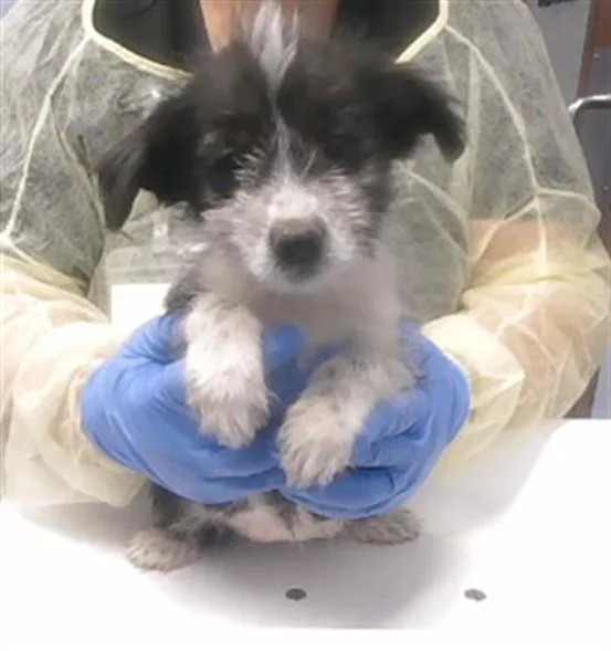 A baby small-sized female Border Terrier dog named Buttons for adoption in Phoenix, AZ