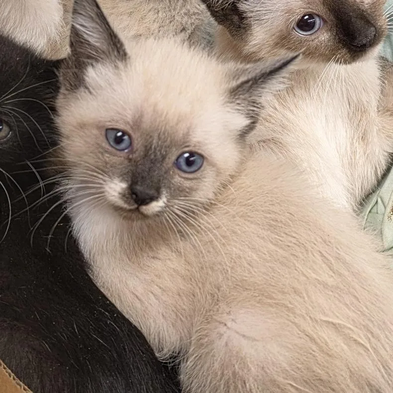 A baby small-sized female Cream / Ivory Domestic Short Hair cat named Latte for adoption in Canton, NC