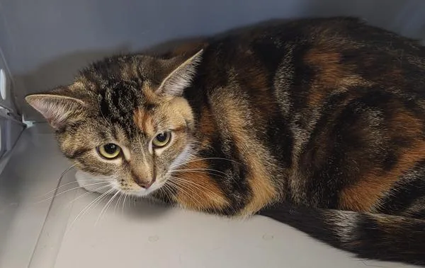 A young medium-sized female Domestic Short Hair cat named If Dahlia for adoption in Lawrenceville, GA