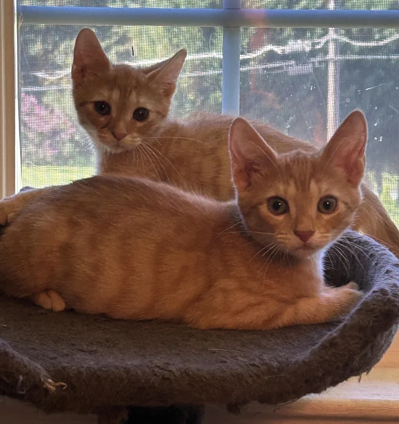 A baby medium-sized male Tabby (Orange / Red) Domestic Short Hair cat named Fruity Beer Litter for adoption in Fairfax, VA