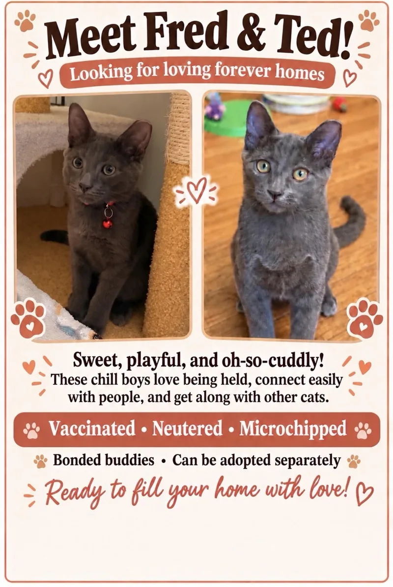 A baby small-sized male Domestic Short Hair cat named Fred for adoption in South Pasadena, CA