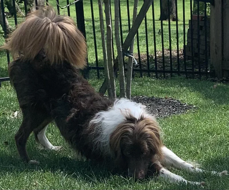 A young medium-sized male Bicolor Labradoodle dog named Ranger for adoption in Lexington, KY