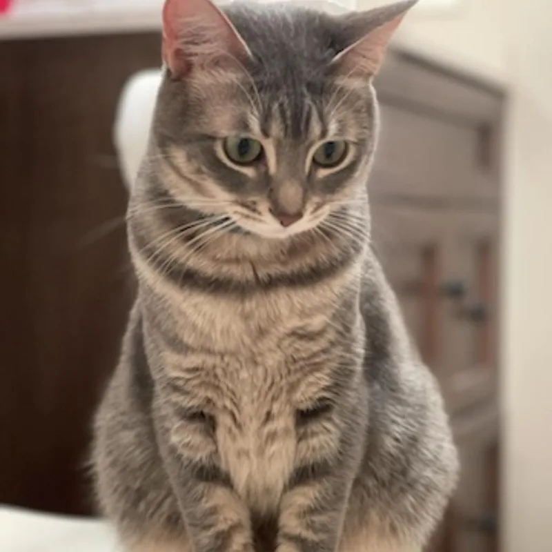 An adult large-sized female Gray / Blue / Silver Domestic Short Hair cat named Gracie for adoption in West Palm Beach, FL