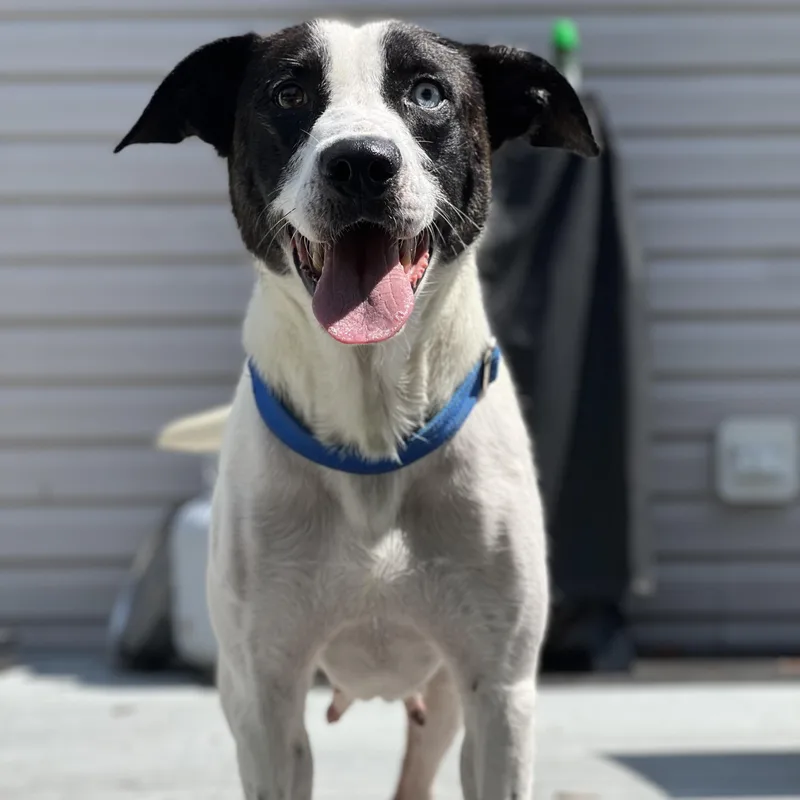 An adult medium-sized female Mixed Breed dog named Superwomen for adoption in Hughesville, MD