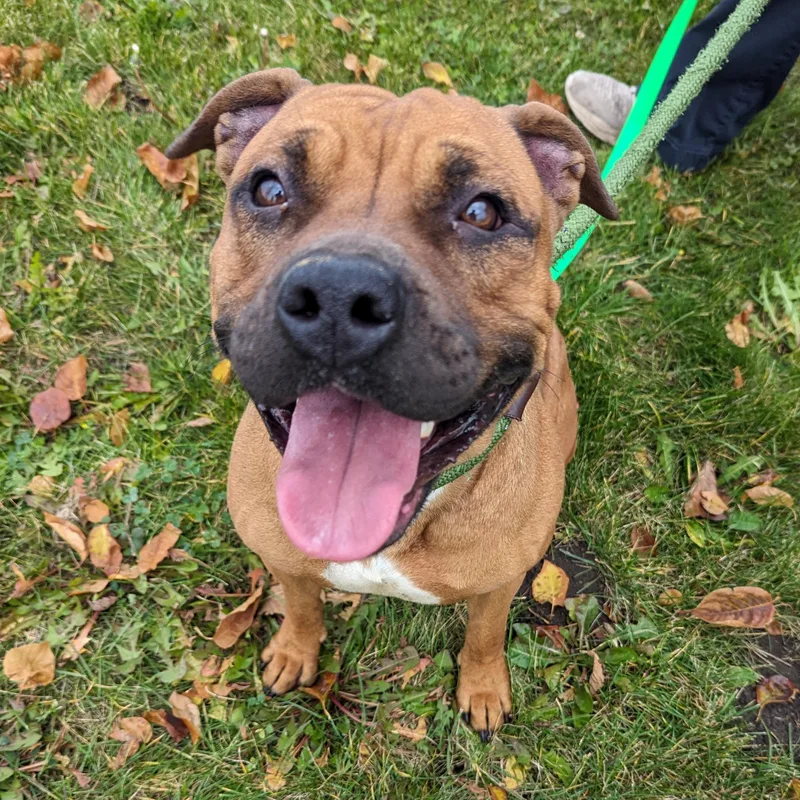 Clawdeen thumbnail 3