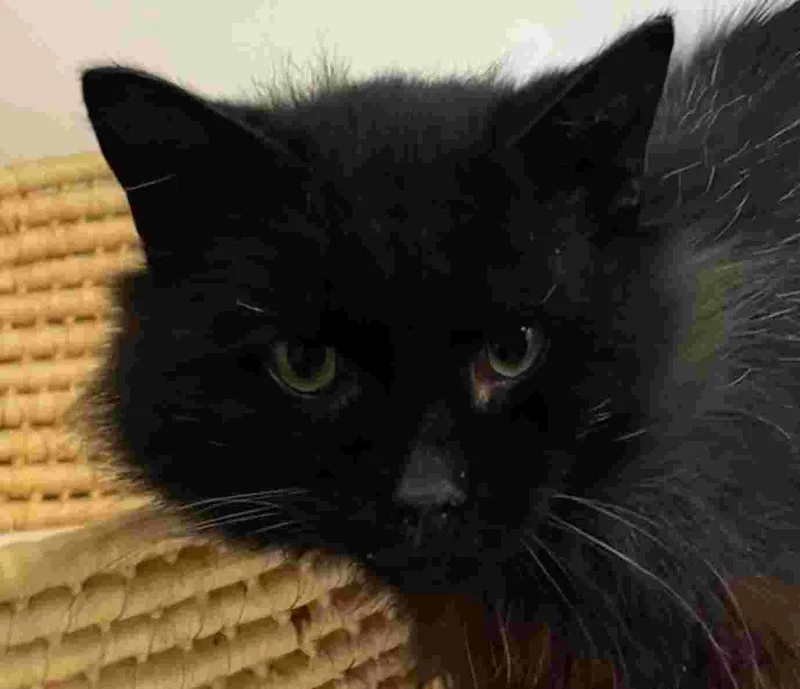 An adult medium-sized male Black Domestic Medium Hair cat named Chris Purrdia for adoption in New Castle, IN