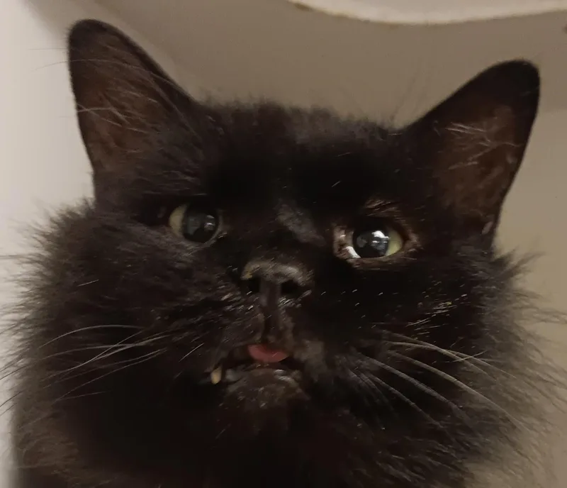 Chris Purrdia thumbnail 2