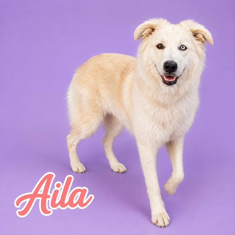 Aila