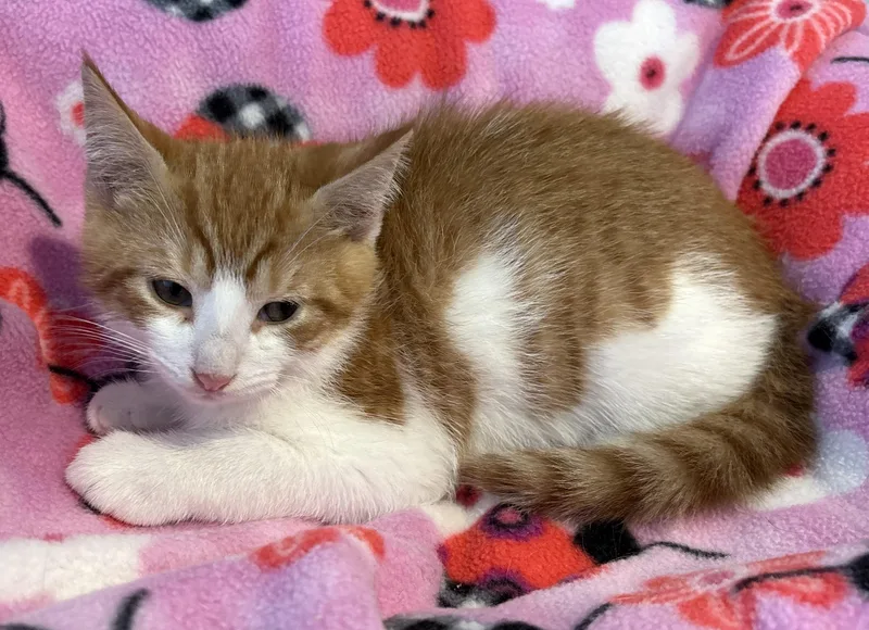 A baby small-sized male Orange & White Domestic Short Hair cat named Gingersnap for adoption in Seaford, NY