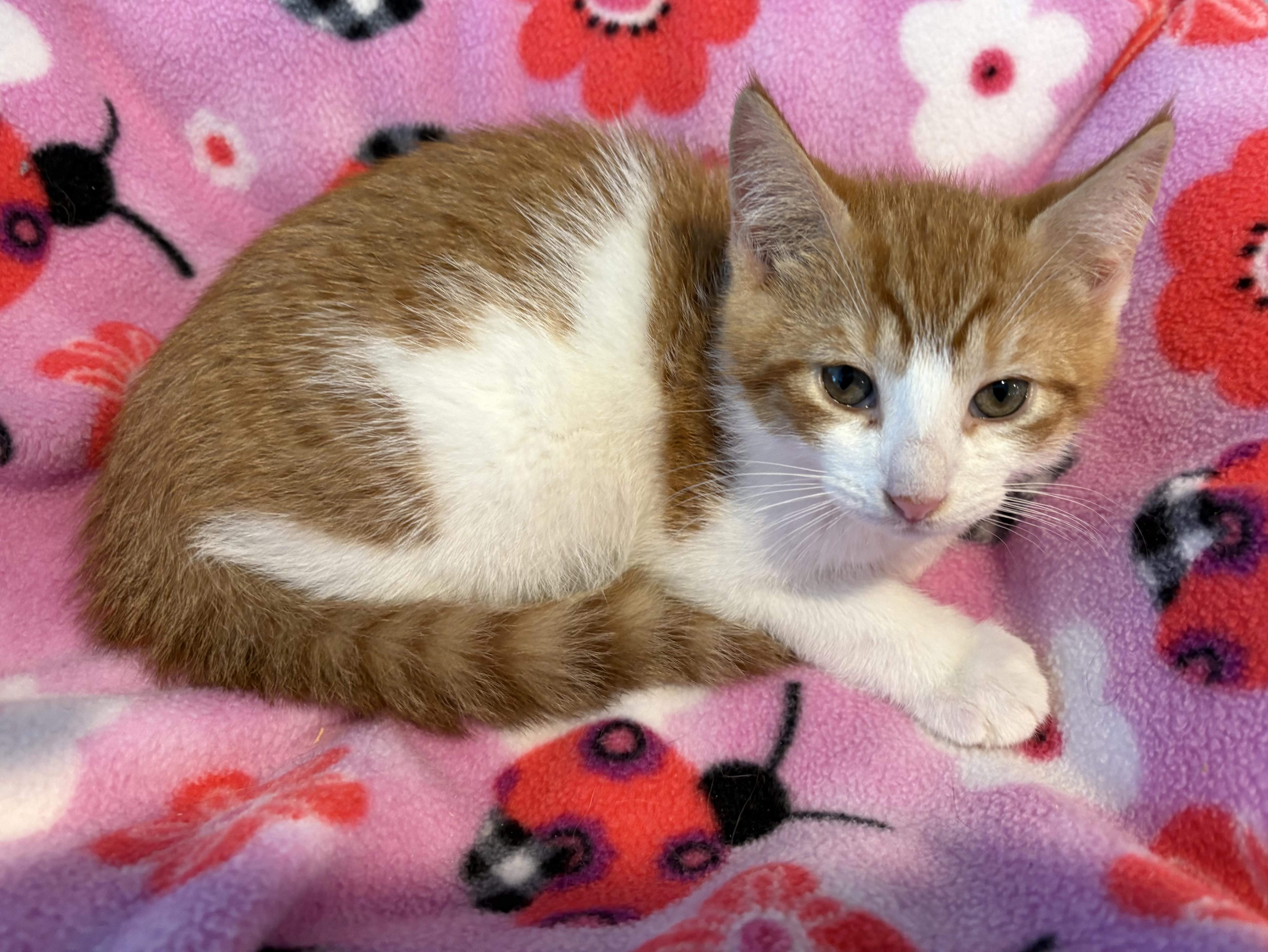 Gingersnap thumbnail 2