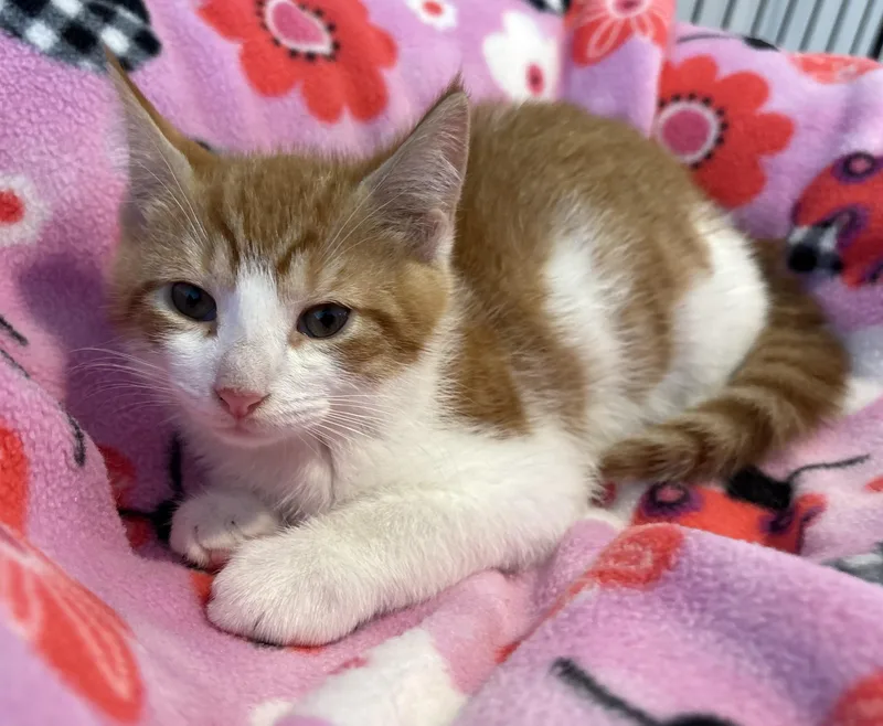 Gingersnap thumbnail 3
